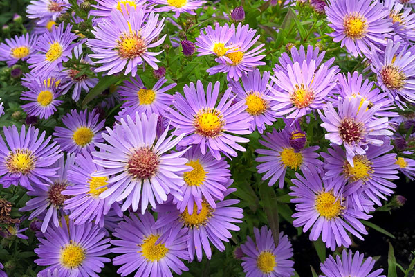 Buckets-plants-native