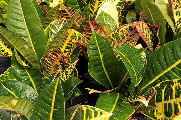 Buckets-plants-tropical