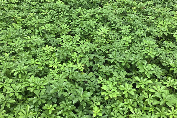 GroundCover-Buckets-plants