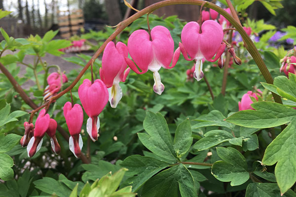 Perennials-Buckets-plants