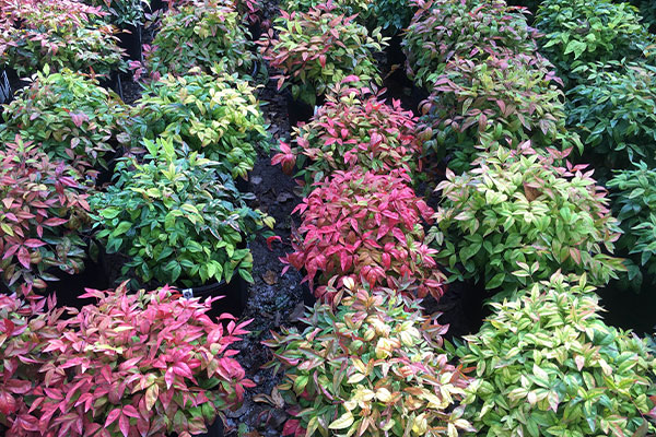 Shrubs-Buckets-plants