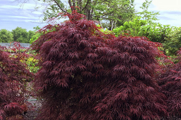 Smalltrees-Buckets-plants