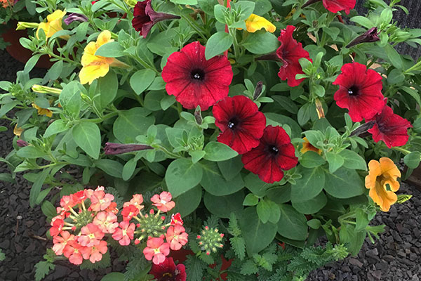 annuals-Buckets-plants