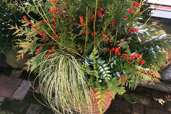 container-Buckets-plants