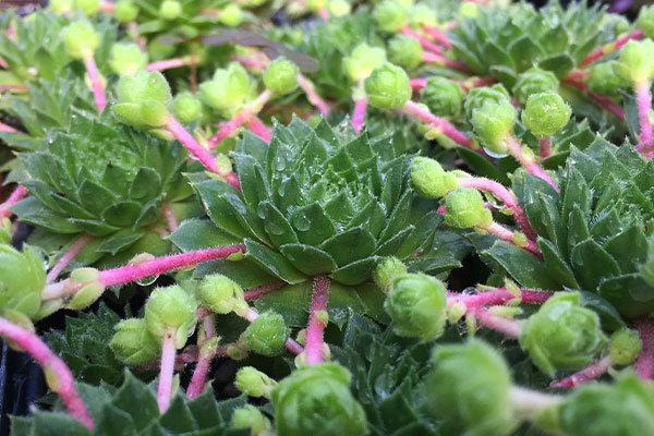 succulents-Buckets-plants